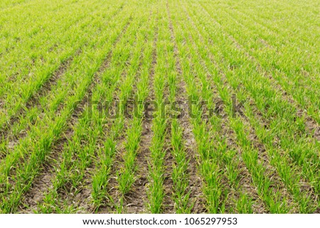 green sprouts of young winter wheat on agricultural land, picture with details, beautiful lighting