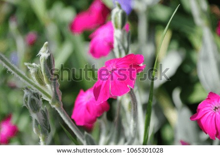 Detail of Pink flowers in summer sunlight