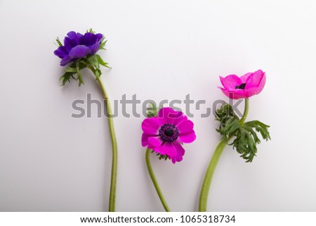 Three anemones on white background