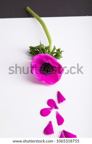 Purple anemone with petals on white background