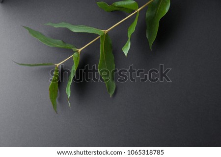 Overhead image of eucalyptus branch with green leaves on gray background