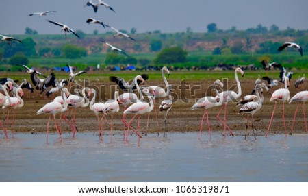 Group of Flamingos at Ujani dam, Maharashtra, India