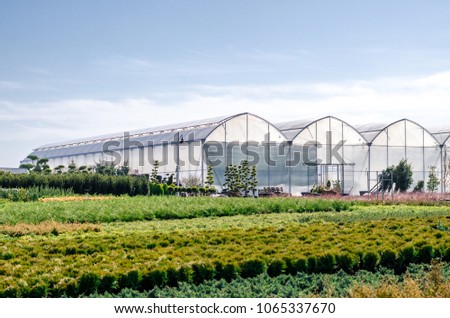 Greenhouses greenhouses glass seedlings of flowers and plants the nature of the greenery growing flora for planting Royalty-Free Stock Photo #1065337670