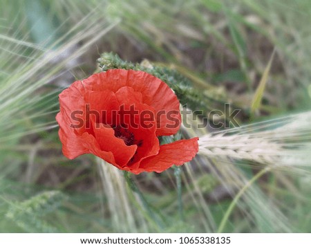 Red poppy, a flower blossoming on a green background