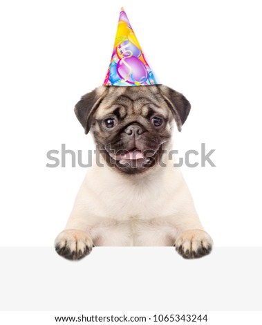 Pug puppy with birthday hat above white board. isolated on white background