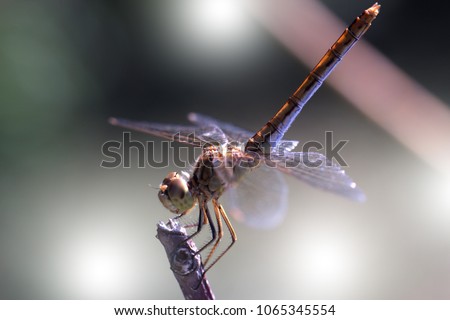 Beautiful dragonfly on the plant. Close up photo of a Dragonfly.A dragonfly is an insect belonging to the order Odonata, infraorder Anisoptera.