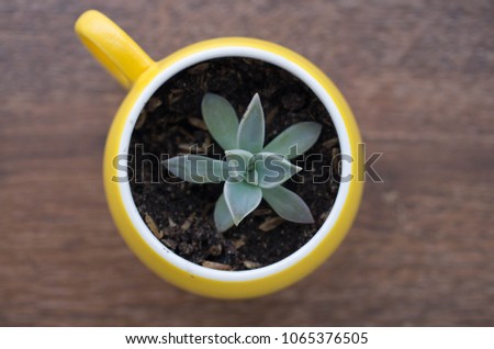 the cup of little green lotus