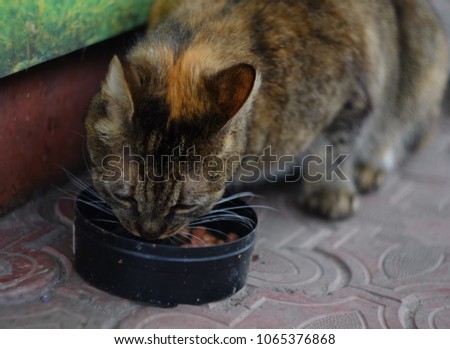 A street cat eats food
