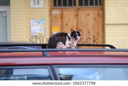 Black and white cat sitting on the car roof
