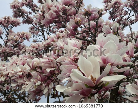 Pink and white magnolia tree with great texture welcomes the spring time