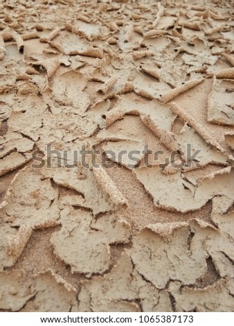 cracked sand ground into the dry season.