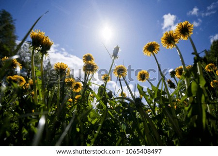 Dandelion meadow in the countryside