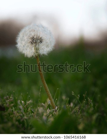 A small dandelion in the grass on a blurred background