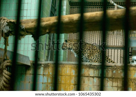 cheetah at the zoo