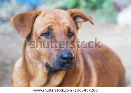  dog waiting for adoption at the dog shelter