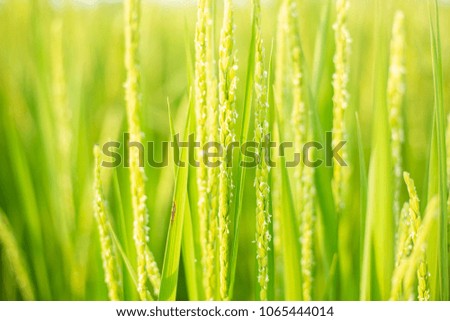 Green Rice Paddy Fields