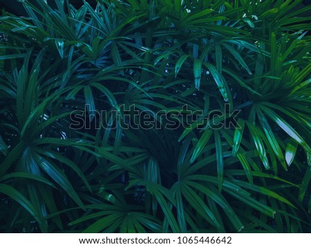 Tropical Palm leaves in the garden, Green leaves of tropical forest plant for nature pattern and background, People grow plants  to make fences. color dark flat lay tone for input text.
