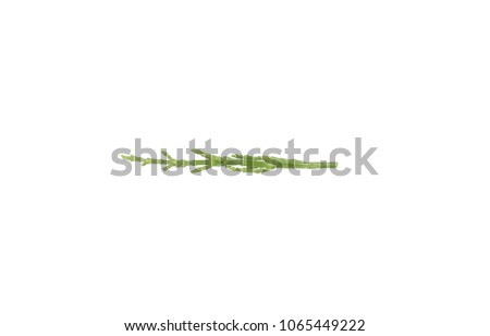 Glasswort single on white background