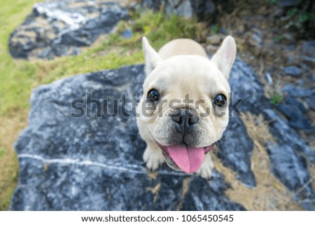 Cute French bulldog puppy on rock stone background