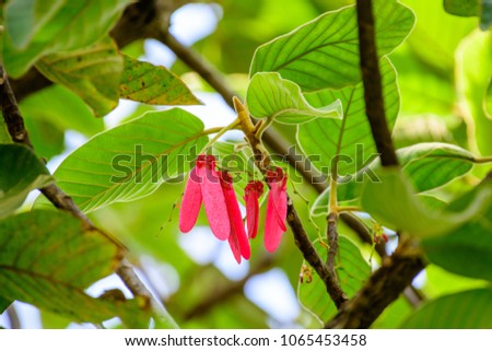 Dipterocarpus obtusifolius (Hairy Keruing) ; The dark pink petals, cone shape, lobes close together and twisted end. Hanging on high tree. Together green leaf with small hairs along the leaf edge.