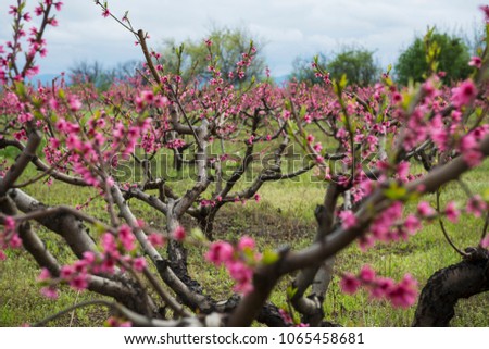 Peach tree garden blooming with pink flowers in orchard. View through tunnel between rows of trees to the mountains. Kakheti, Georgia
