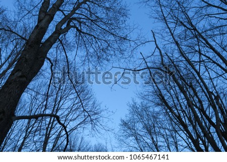 Wide Angle Tree Tops with Half Moon in Sky