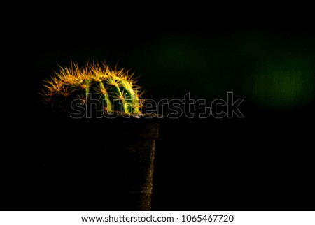 Selective focus picture of cactus with thorns on dark background, close up abstract soft focus background