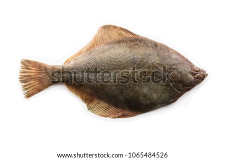 Nice shaped Flatfish or flounders (Pleuronectidae) also known as plaice,dab,sole or flukes,
isolated on white. Top side.