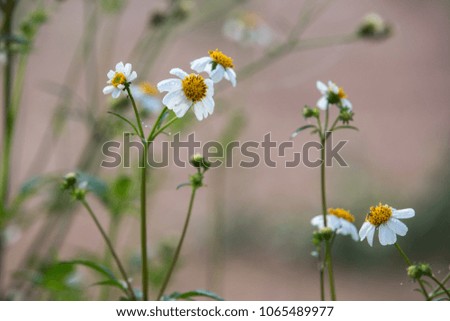 Bidens pilosa L. white flowers and seeds.