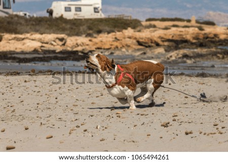 Basset Hound dog on the beach running with blue mediterranean sea in the background