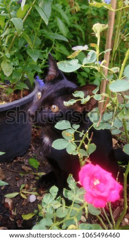 Black cat in the flower garden