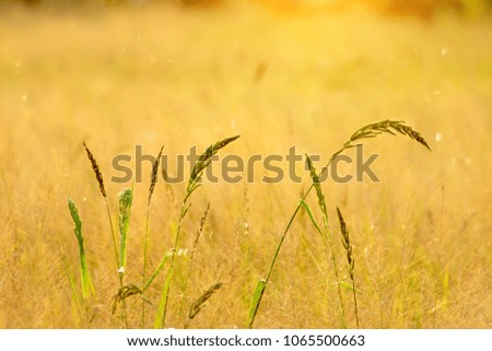Flower grass with sunlight and floating light.