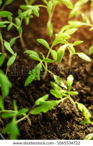 Charming little tomato seedlings on a background of brown soils from black soil
