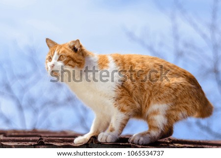 Amazing red cat hunting birds on the roof of the house