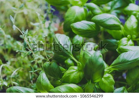 aromatic herbs series: macro shot of basil and thyme plants shot at shallow depth of field