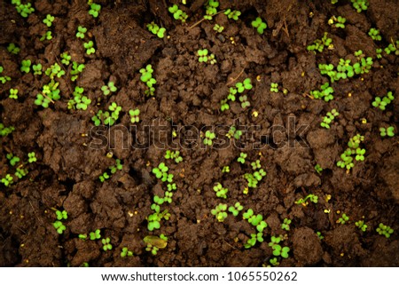 First young sprouts on damp earth