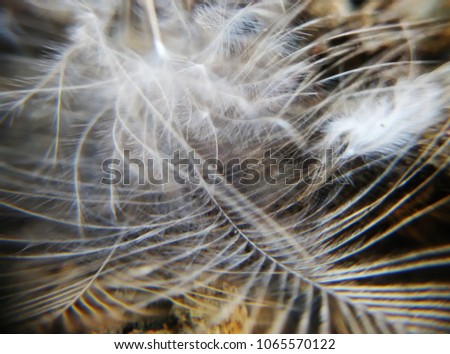 Macro of blurry texture of white feather