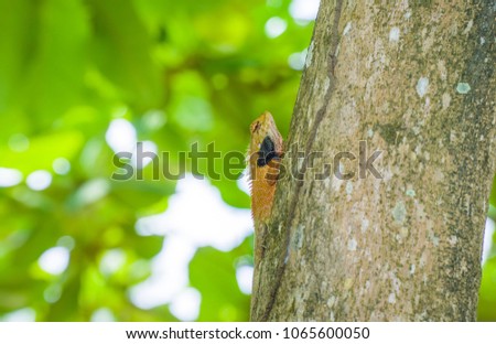 Chameleon on the branch