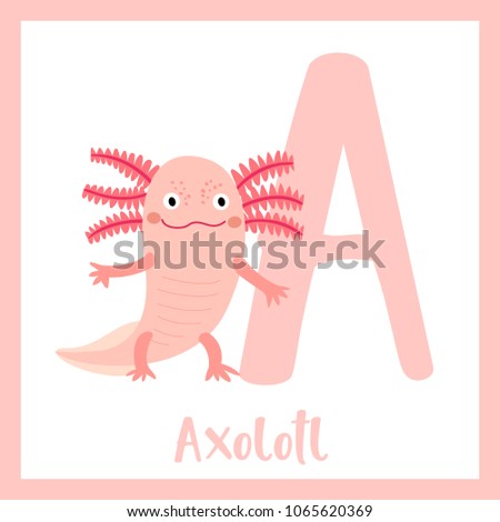 Cute children ABC animal zoo alphabet A letter flashcard of Standing Axolotl for kids learning English vocabulary. Vector illustration.