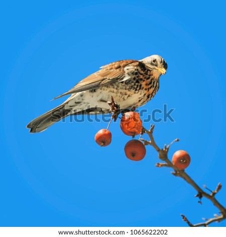 the bird is the speckled thrush, the Fieldfare eats red apples on branch in garden on background of blue sky