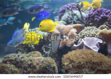 Zebrasoma flavescens, Paracanthurus hepatus, Acanthurus lineatus swimming under a coral reef aquiarium scene