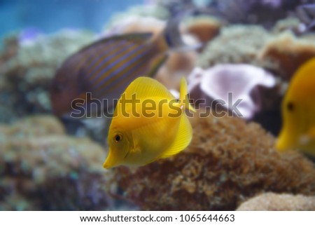 Zebrasoma flavescens and Acanthurus lineatus swimming under a coral reef aquiarium scene