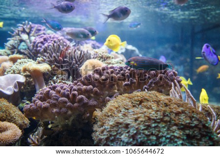 Zebrasoma flavescens, Paracanthurus hepatus, Acanthurus lineatus swimming under a coral reef aquiarium scene