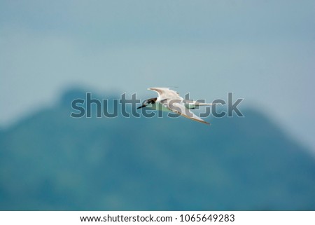 GREATER CRESTED TERN FLYING ,BLURRY SKY CLOUD BACKGROUND
