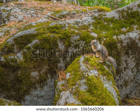squirrel on rock at yosemite 