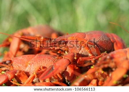  Closeup of boiled crayfish