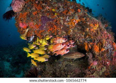 Five lined snapper (Lutjanus quinquelineatus) is swimming over the coral reef at raja ampat, west papua, Indonesia.