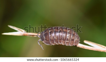 Sow bug of the Armadillidium genus on a plant stalk. They are actually called a Wood Louse and their carapace somewhat resembles an armadillo's shell. 