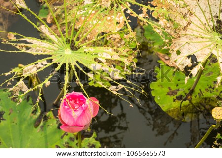 Lotus leaves and flowers were  eaten by caterpillar worms, destroyed in a large area of pond