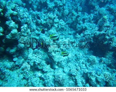 Yellow and black striped butterflyfish in the reefs of Ras Umm Sid, Sharm El Sheikh, Egypt